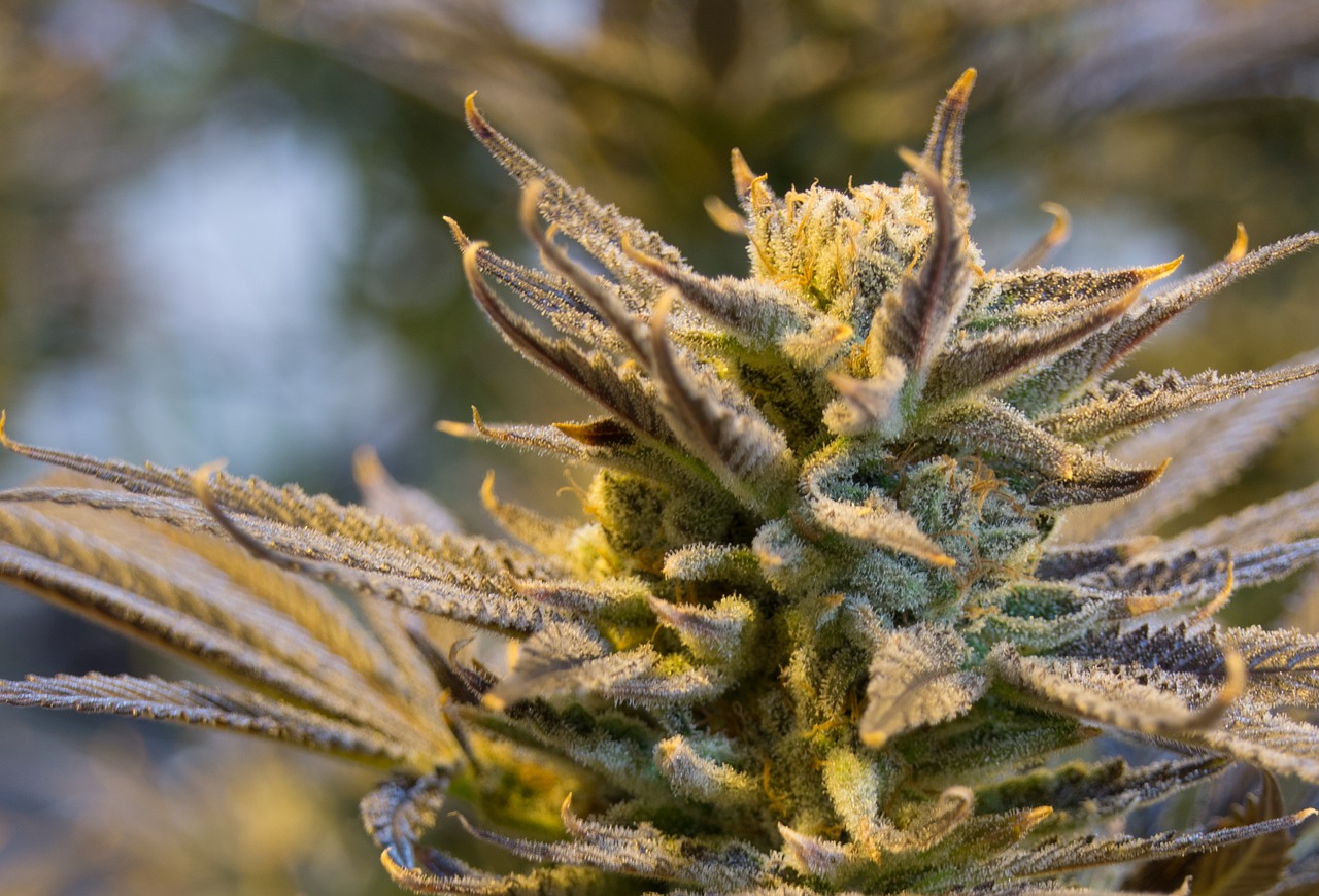marijuana